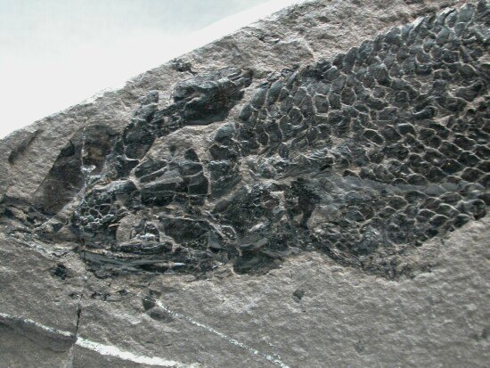 Osteolepis Devonian Fish Fossil