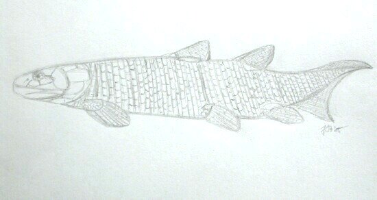 Fossil Fish Tetrapod Ancestor