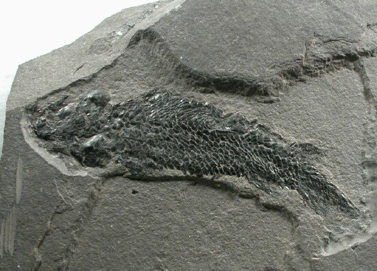 Dipterus valenciennesi Devonian Lung Fish Fossil