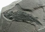Osteolepis