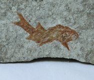 Oxypteeriscus Carboniferous Fossil Fish