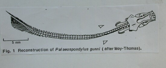 Palaeospondylus