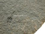 Palaeospondylus