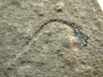 Palaeospondylus DEvonian Fish Fossil