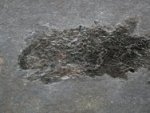 Paramblypterus Permian Fish Fossil