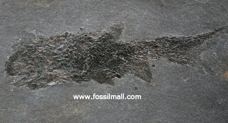 Paramblypterus Fish Fossils