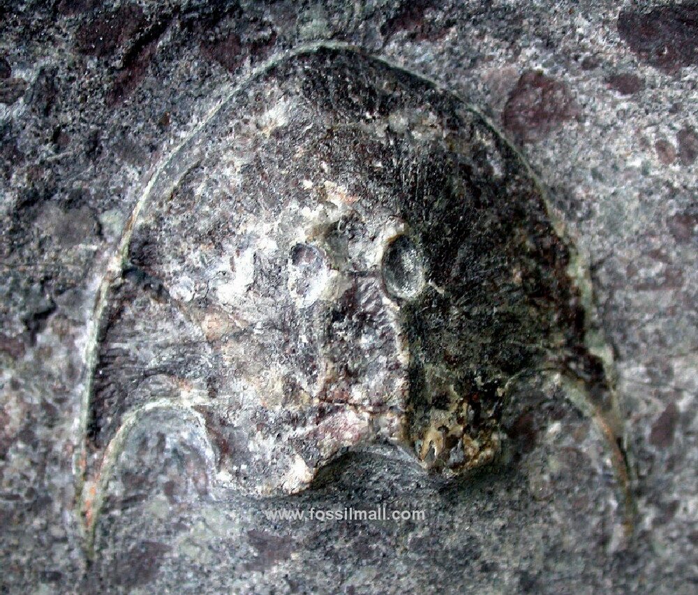 Pattenaspis whiteii