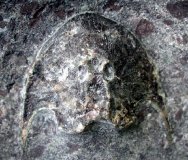 Cephalaspid Fossil Fish