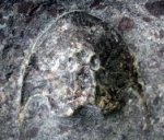 Pattenaspis = Cephalaspis whiteii