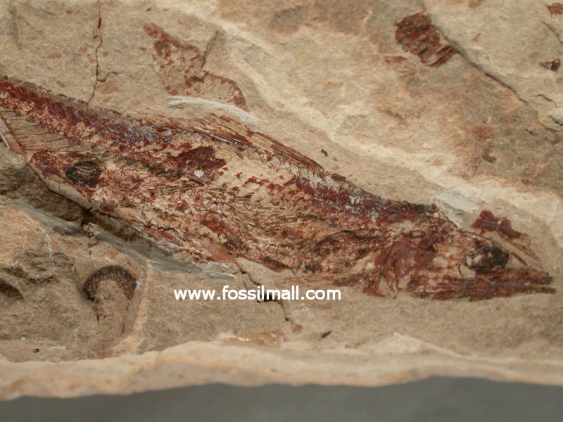 Fossil Fish within a Fish
