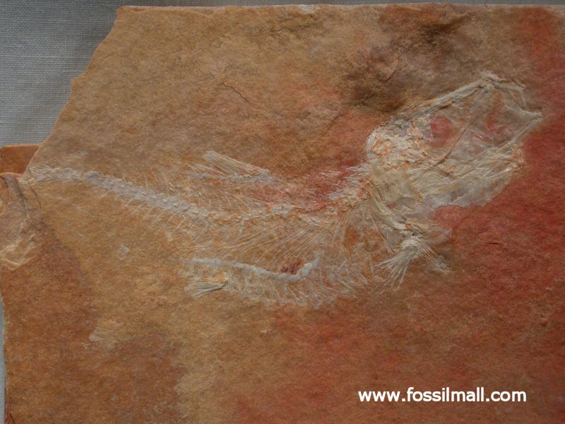 Rare Cretaceous Fossil Fish 