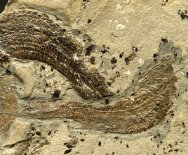 Rhadinichthys alberti