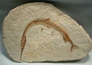 Cretaceous Needle Fish Fossil