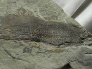 Scaumenacia curta Fish Fossil