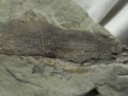 Lungfish Fossil