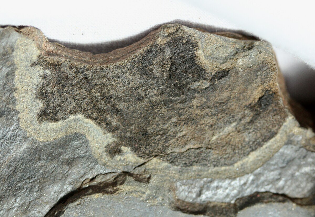 Thelodont Fossil Fish