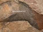 Agnatha Thelodontiformes