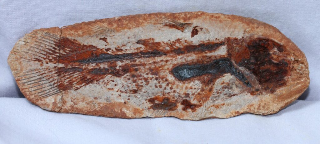 Whiteia woodwardi Coelacanth Fossil