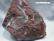 Agnathan Fish Fossils