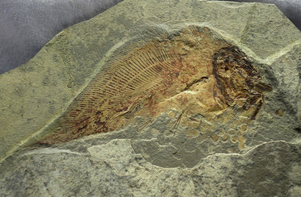 Allenypterus