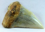 Carcharodon carcharias Shark Tooth