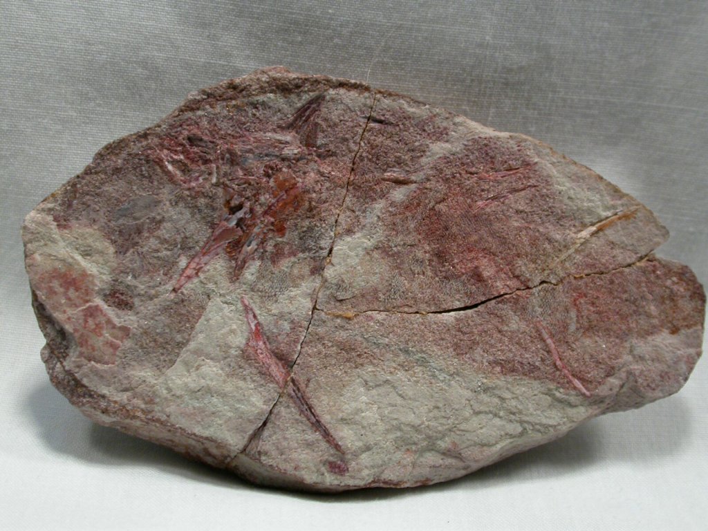 Diplacanthus fossil fish