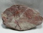 Acanthodian 