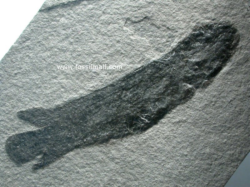 Dipterus Lung Fish Fossil