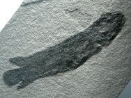 Dipterus valenciennesi Devonian Lung Fish Fossil