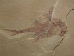 Echinochimaera meltoni Paleozoic Fish Fossil from Bear Gulch