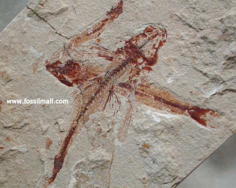 Exocoetoides Flying Fish Fossil