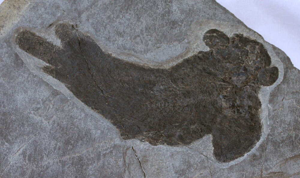 Fossil Lungfish Pentlandia