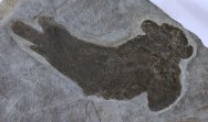 Pentlandia macroptera Lungfish Fossil