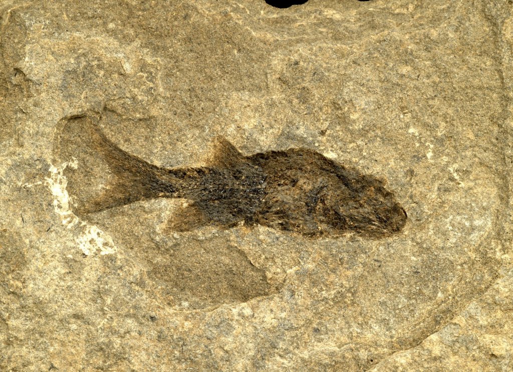 fossils of fish. Paleozoic Fossil Fish.