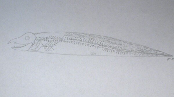Harpagofututor Fossil