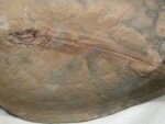 Harpagofututor volsellorhinus Shark Fossil