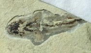 Heteropetalus elegantulus Museum paleozoic Fossil Shark