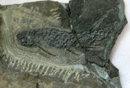 Mesacanthus Acanthodian  Fish Fossil
