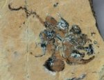 Arthrodire minor Millerosteus Placoderm