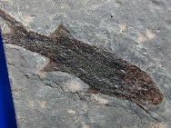 Paramblypterus fish fossil