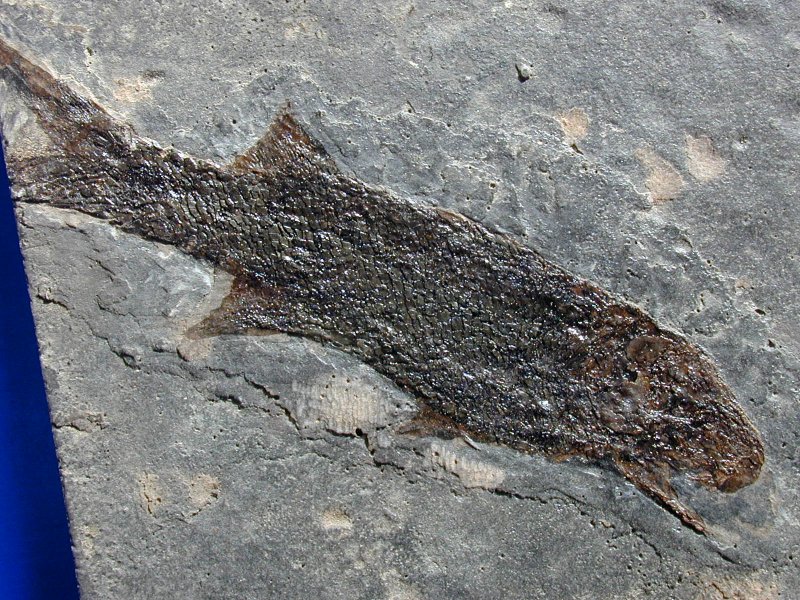 Paramblypterus