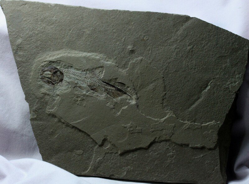 Phanerosteon phonax