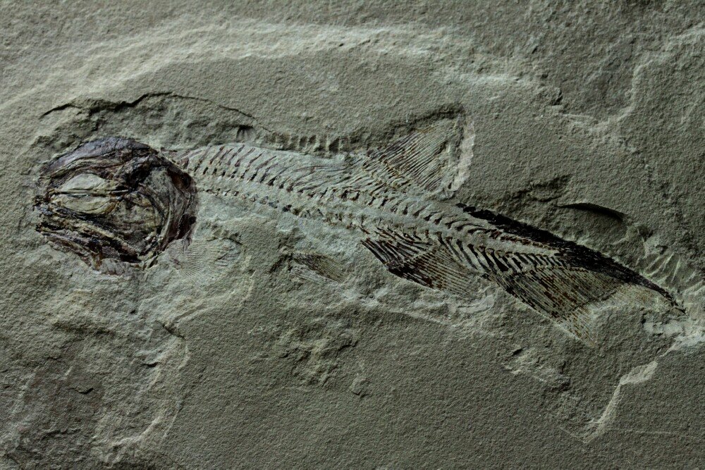 Phanerosteon phonax Paleozoic Fish Fossil