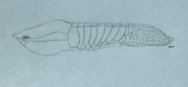 Poraspis Fish Fssil Art