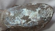 Poraspis Devonian Heterostracan Fossil Fish