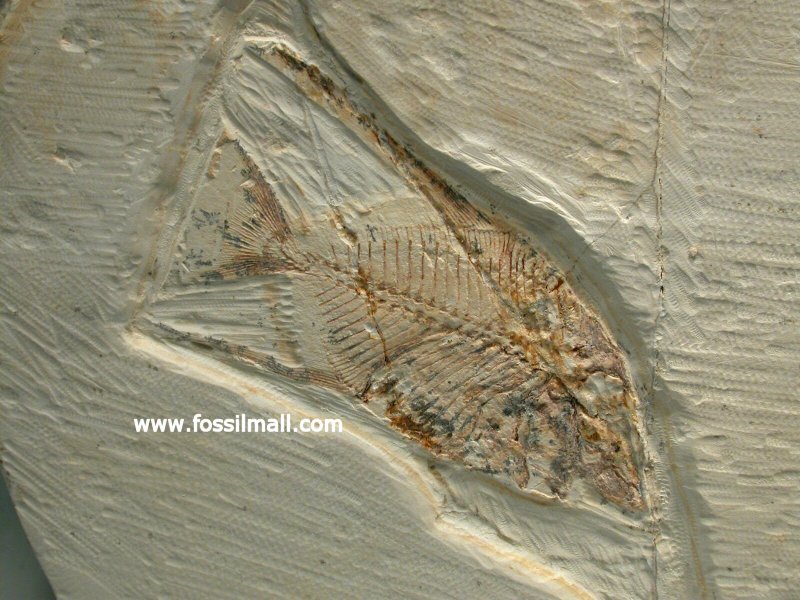 Pycnodont Fossil Fish
