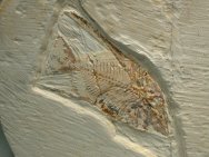 Pycnodont Fish Fossil