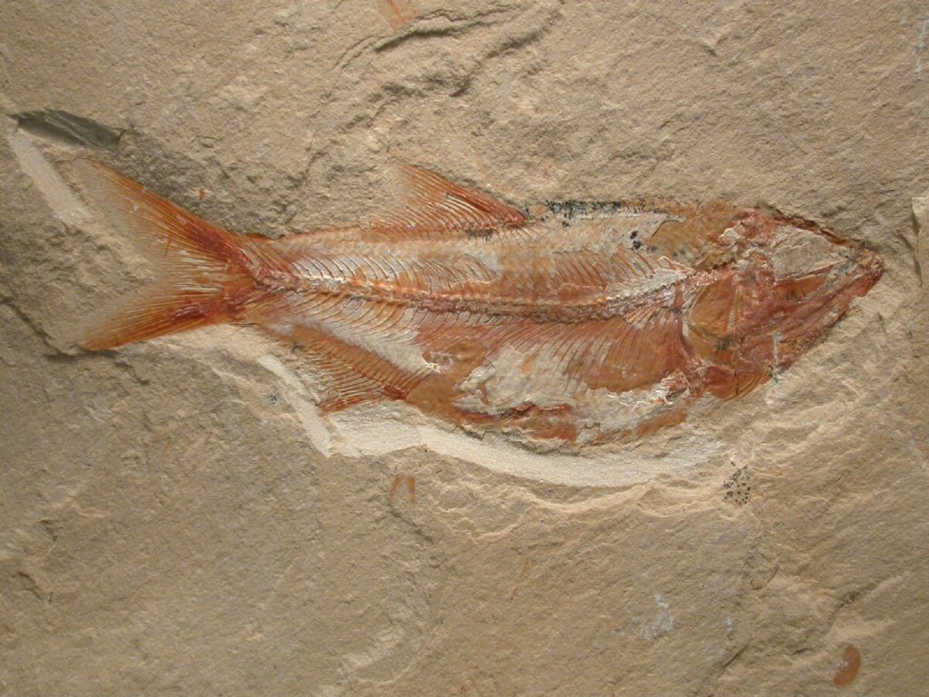 Sedenhorstia Fossil Fish