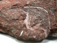Stensiopelta Zenaspid Fish Fossil