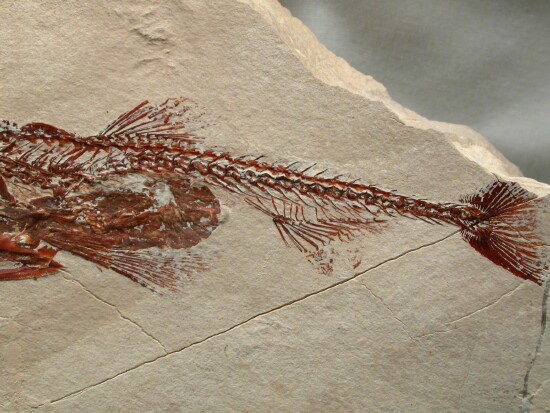 Fossil shrimp in fish